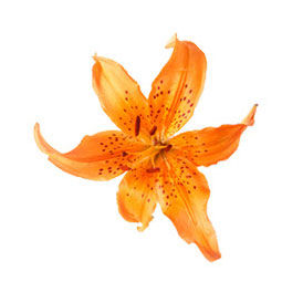 flor